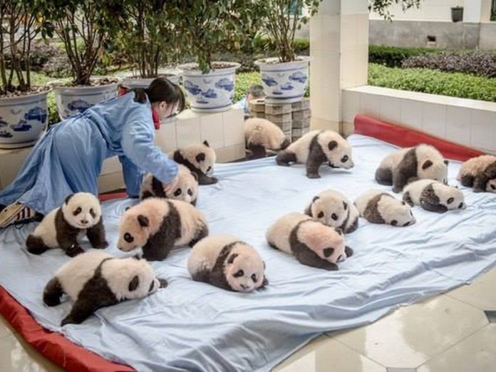 pandy