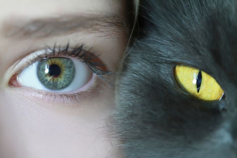 human-and-cat-eyes.jpg.838x0_q80.jpg.pagespeed.ce.9uM-tIJbKZ