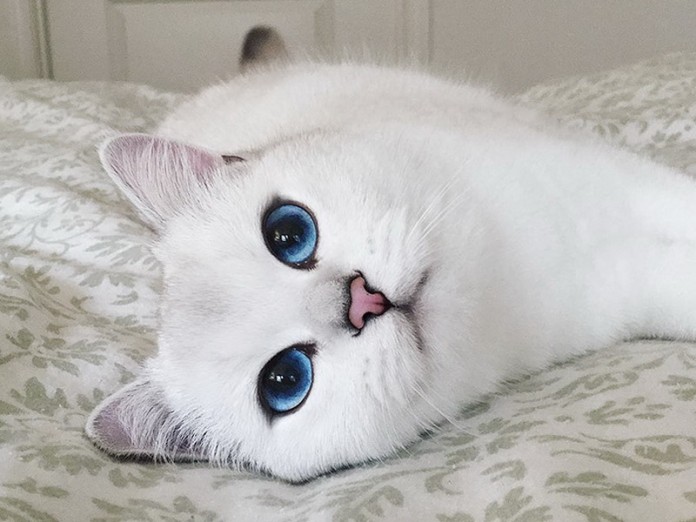 koshka