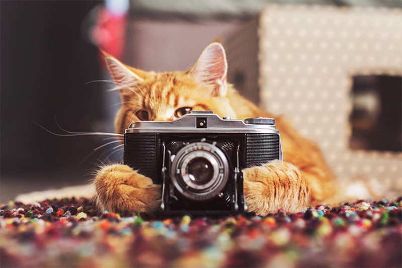ginger-cat-photography-kotleta-cutlet-kristina-makeeva-hobopeeba-1