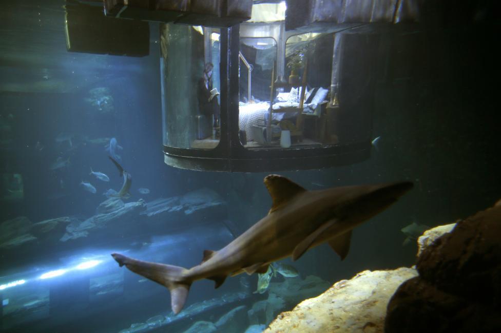People look at sharks from an underwater room structure installed in the Aquarium of Paris