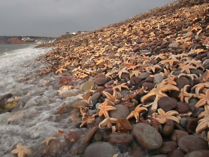 Starfish