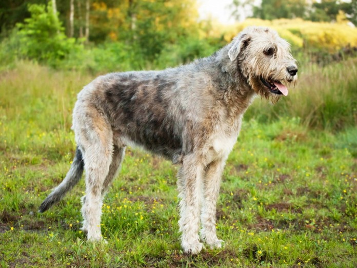 dogs_irish-wolfhound