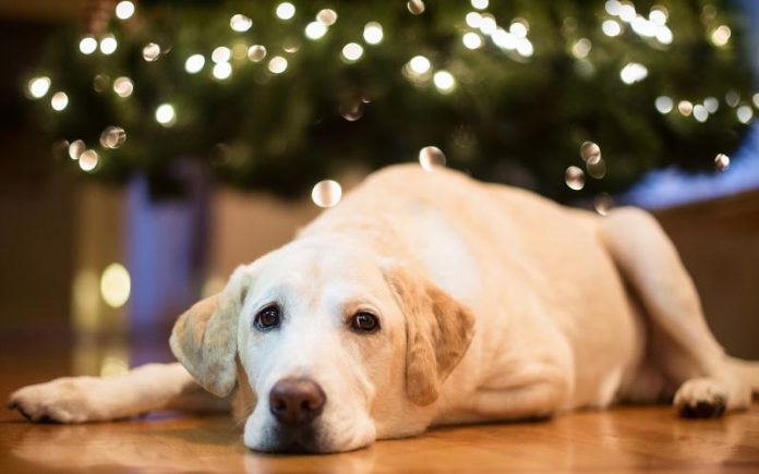 Labrador in front of christmas tree.jpg.opt800x500o0,0s800x500