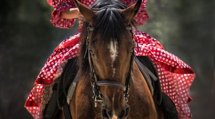 horse-1139142_1280