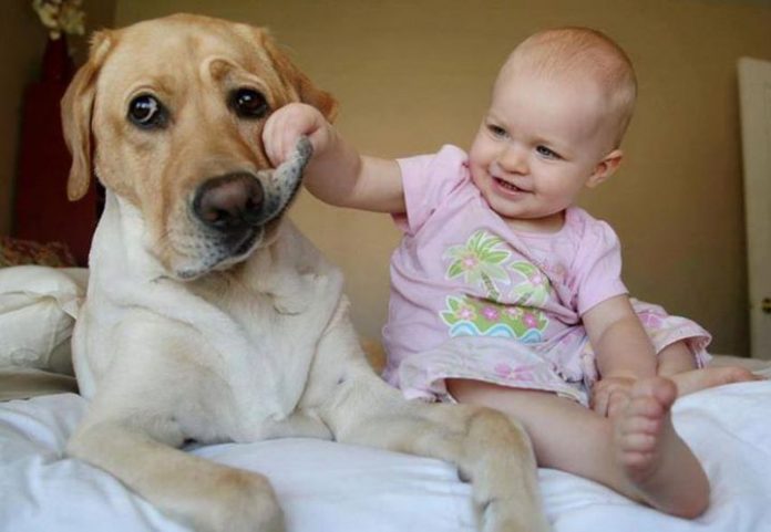 mascotabebe1