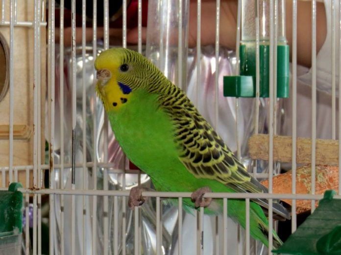 38054__budgerigar_p