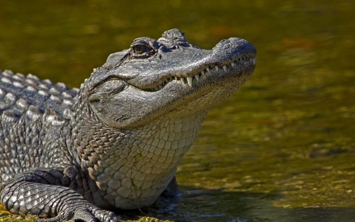 alligator