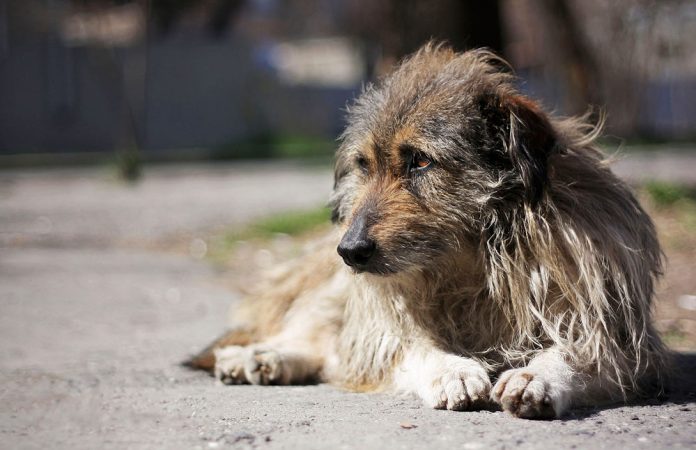 b_0_650_00___images_dogs_dvor-dog-2