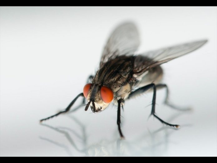 fly