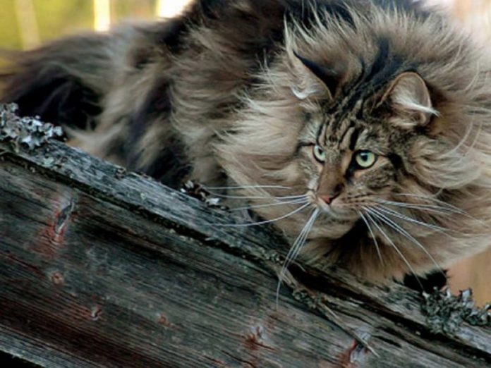 Forest-Cat-Wallpaper-800x600