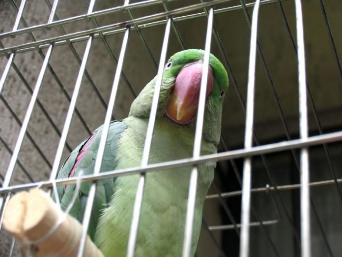 green_parrot_in_cage-800x600