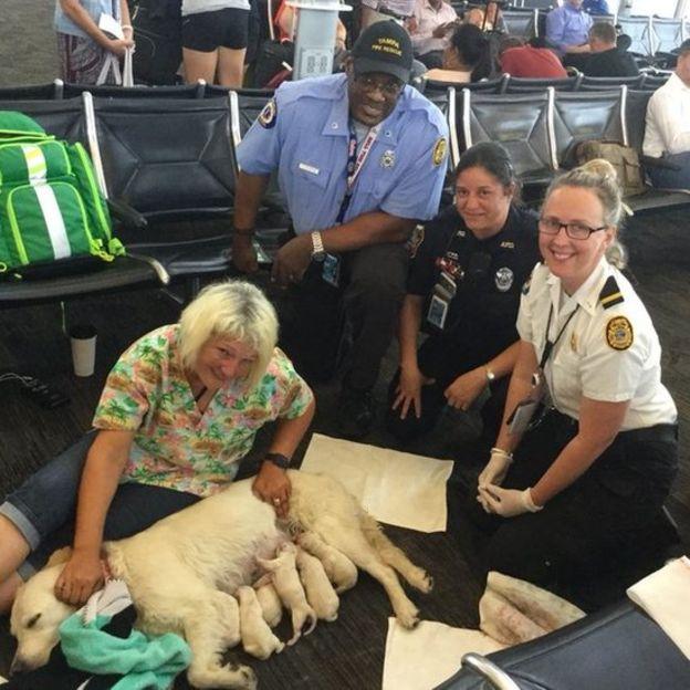 Невероятное утро: Собака стала рожать в зале аэропорта. Роды закончились сюрпризом!