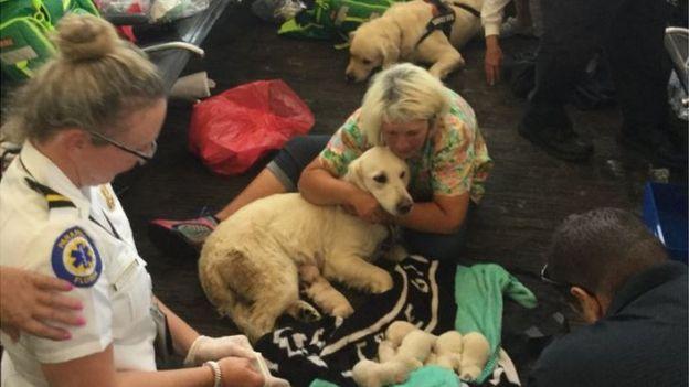 Невероятное утро: Собака стала рожать в зале аэропорта. Роды закончились сюрпризом!
