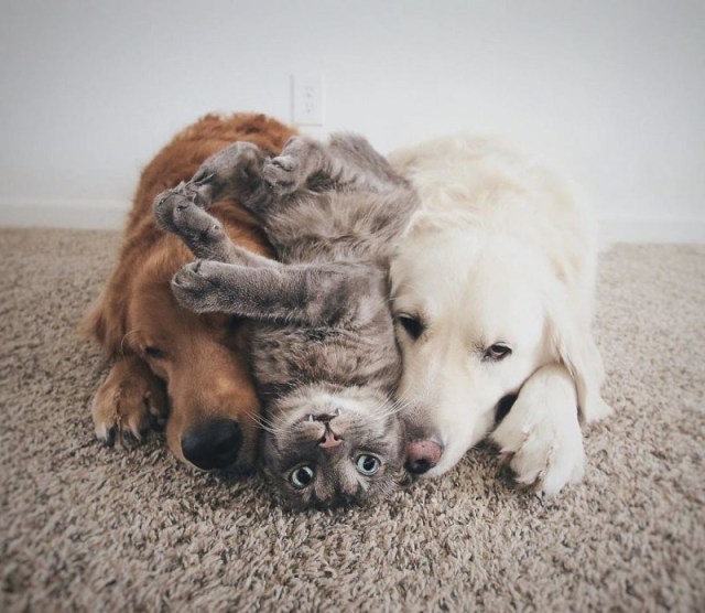  Эти две собаки и кот живут вместе как одно целое