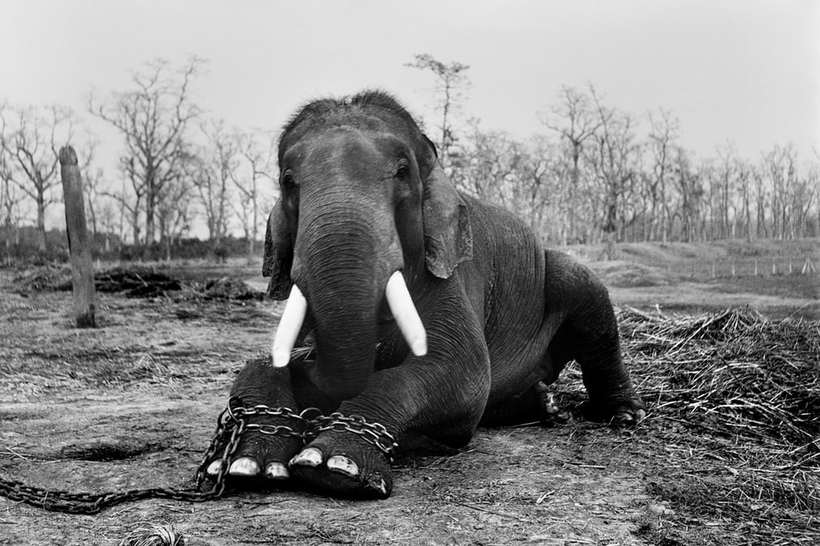 Проникновенные работы фотографов о преступлениях против дикой природы