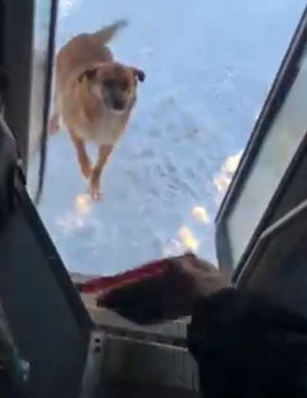 Водитель автобуса ежедневно делает остановку, чтобы накормить бездомную собаку…