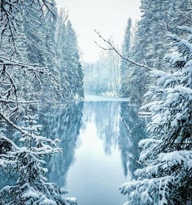 Сказочный лес находящийся в Финляндии, взглядом финского фотографа
