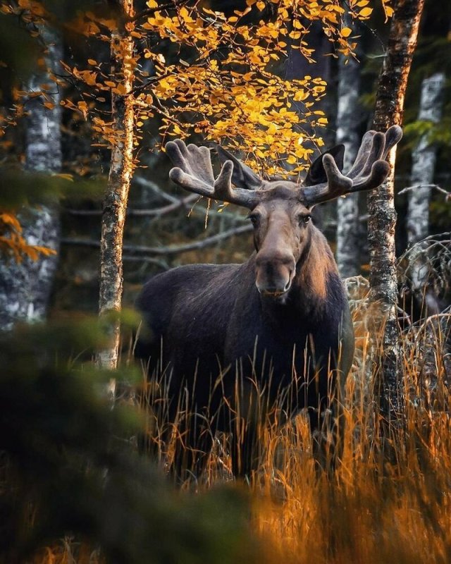 Сказочный лес находящийся в Финляндии, взглядом финского фотографа