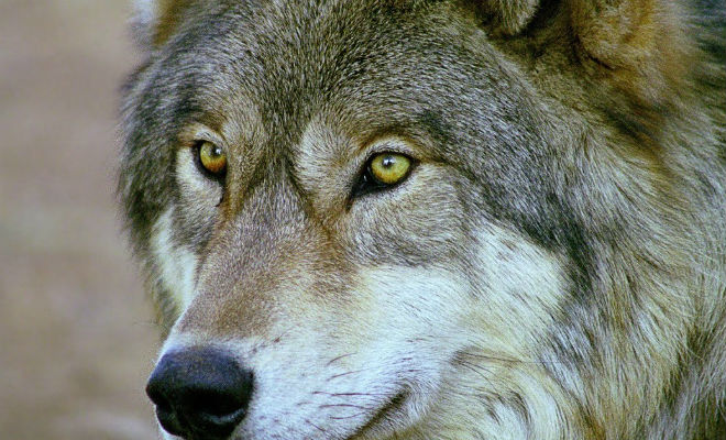 Лесник носил волку еду всю зиму: через 4 года волк вернулся и показал свою семью