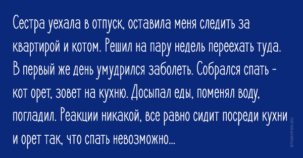 Удивительная история о коте с потрясающим чутьем
