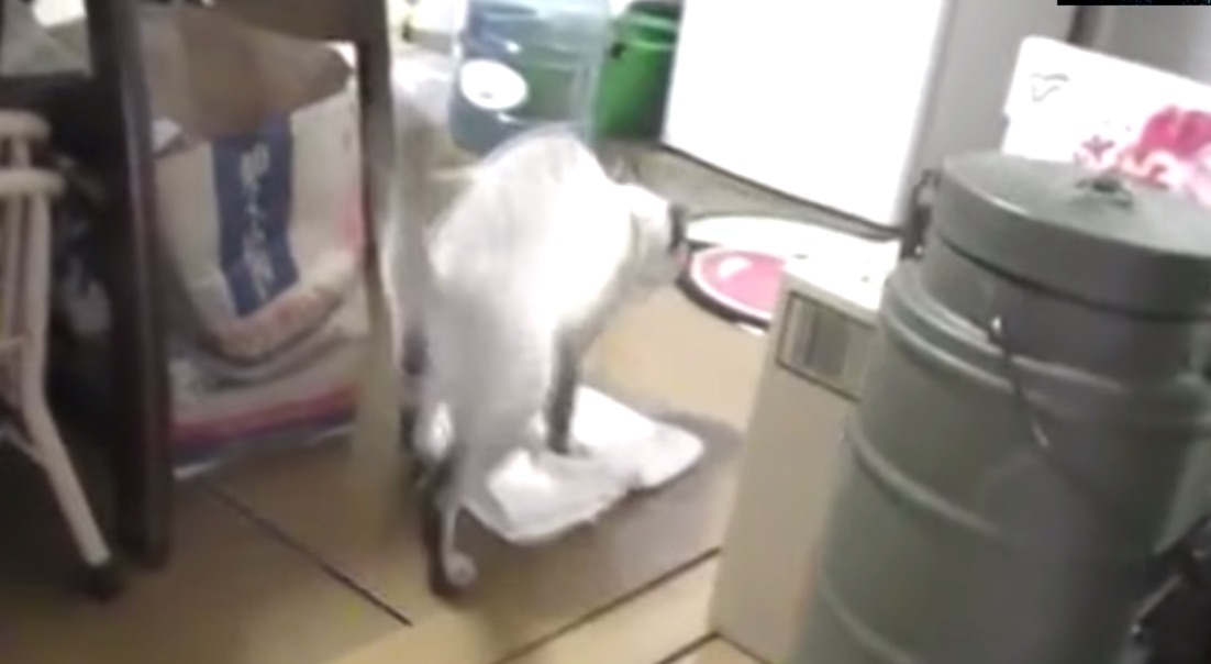Котик делает уборку, моет пол и смешно ругается на неряшливого хозяина
