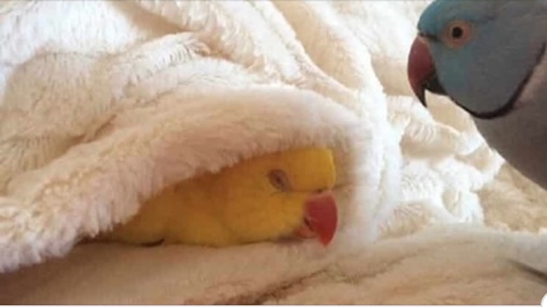 К чему снится попугай во сне