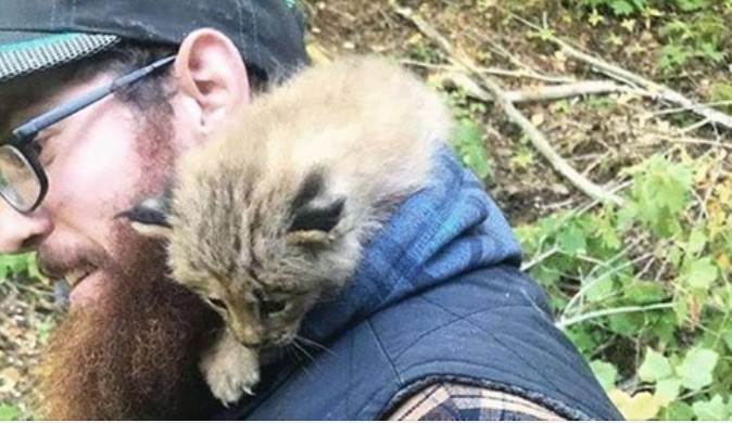 Канадец нашёл в лесу маленького котёнка, точнее он так думал