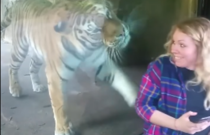Реакция дика. Тигра девочку беременную. Девушка забеременела от животного. Новость мать сунула ребенка врльер с тиграми.