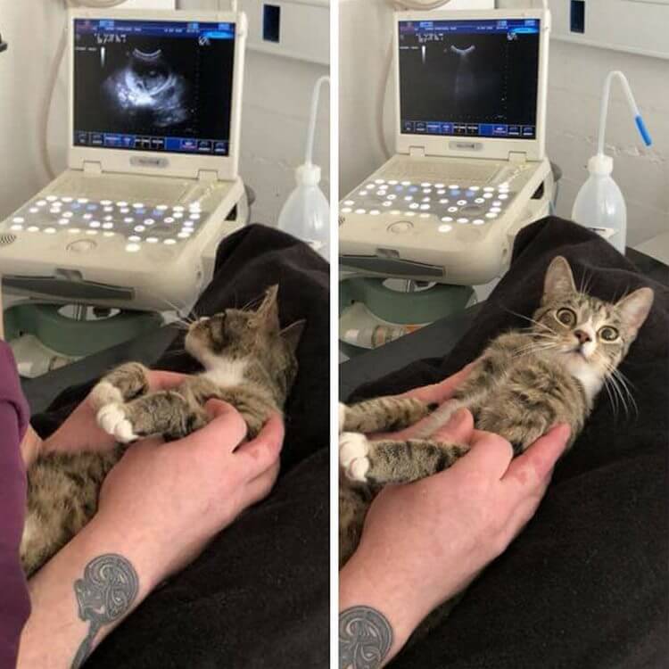 Тот момент, когда кошка узнала, что беременна.