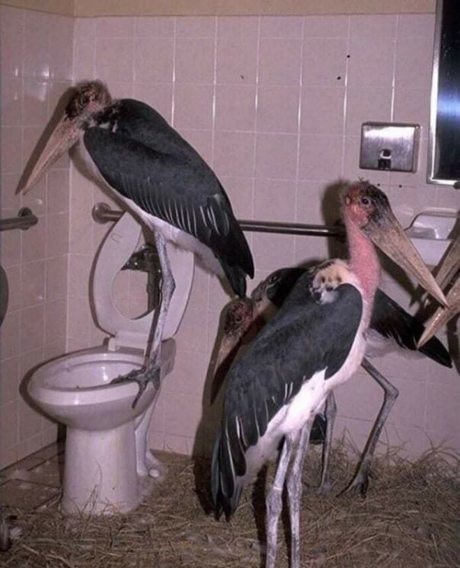 Птицы в туалете