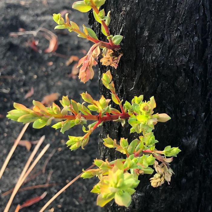 Природа Австралии начала оживать после пожаров