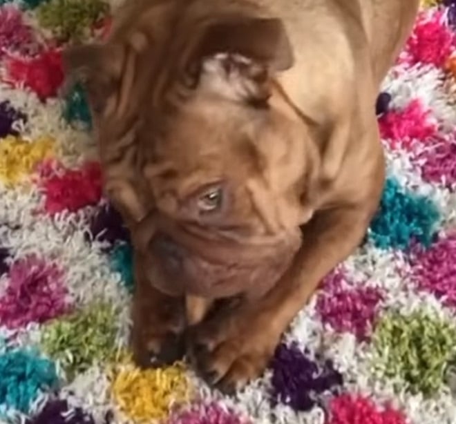 Собака на ковре