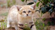 Даже будучи взрослыми, дикие Барханные кошки выглядят как котята