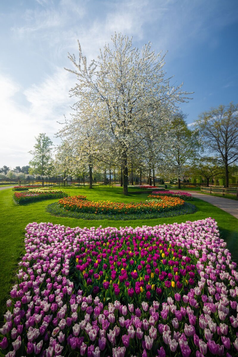 Королевский парк тюльпанов кёкенхоф