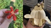17 загадок природы, доказывающие, что есть еще чудеса в этом мире
