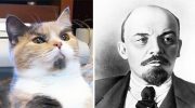 15 удивительно харизматичных животных, похожих на знаменитостей