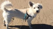 Прохожий парень сделал псу искусственное дыхание прямо на пляже
