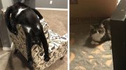 Надо срочно котенка в дом! Без кота и жизнь не та!