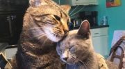Пока в доме не появилась она, этот кот был самым одиноким существом в мире