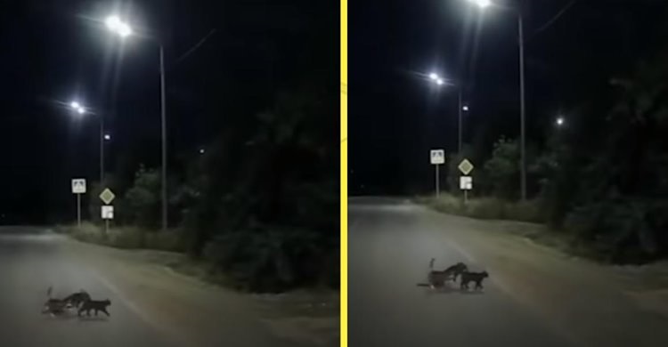Собаке с поврежденными лапами, две кошки помогли перейти дорогу