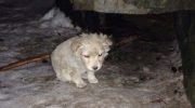 Совсем маленький щенок, дрожа от холода, прятался за огромный бак
