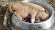 Море позитива с этими удивительными друзьями нашими меньшими