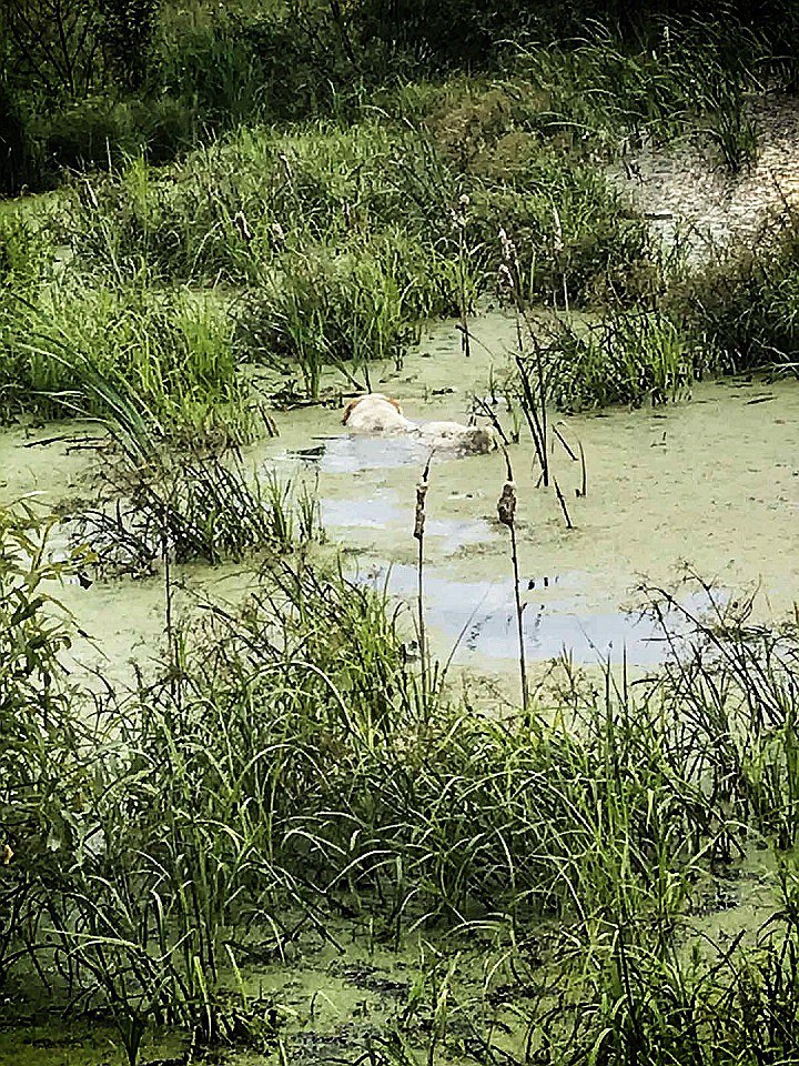 Бричкина тонет в болоте фото