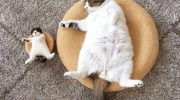 Пользователи Сети делятся фото своих котиков, которые слишком забавны, чтобы скрывать их от человечества