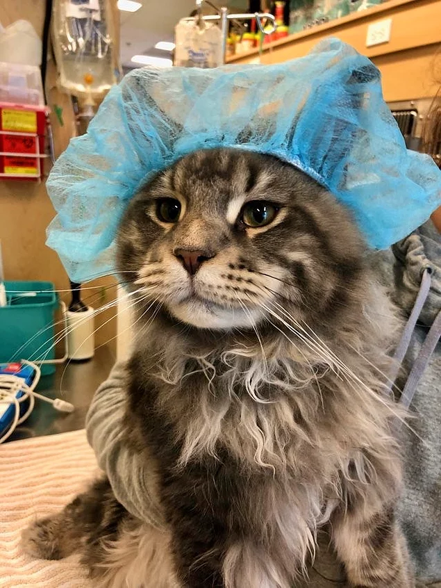 «Моему коту Хаксли предстоит операция. Ветеринар отправил мне это фото»