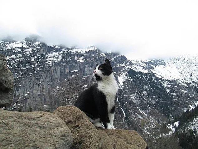 «Кот, который вывел меня на нужную тропу, когда я потерялся в горах швейцарской деревушки Гиммельвальд»