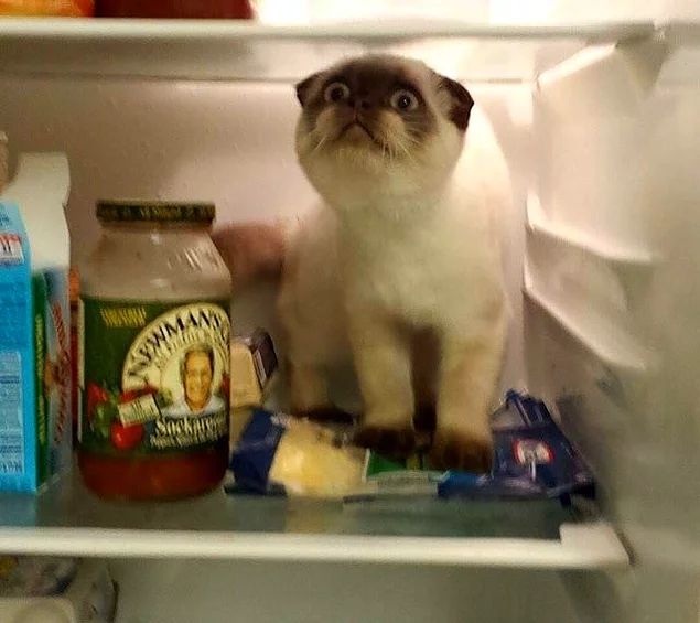«Мой кот всегда пытается запрыгнуть в холодильник, когда я его открываю. На этот раз у него получилось. Кажется, он и сам не верит своему счастью»