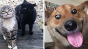 20 примеров богатой палитры эмоций животных, когда нужно донести важный посыл до человека