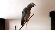 Сказку о Красной Шапочке рассказывает попугай – сказочник